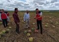 Tekirdağ’da tarım arazilerinde hasar tespit çalışmaları sürüyor