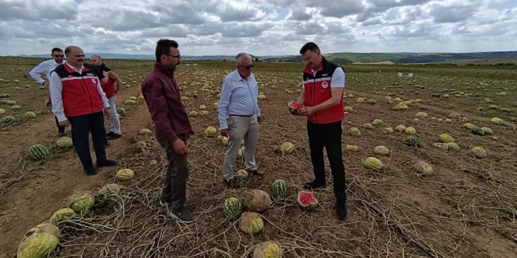 Tekirdağ’da tarım arazilerinde hasar tespit çalışmaları sürüyor