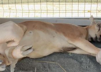Şırnak’ta yaban keçisi avına 1,2 milyon lira ceza