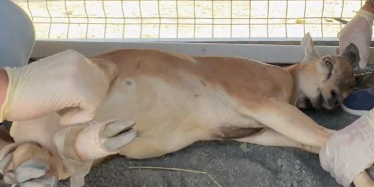 Şırnak’ta yaban keçisi avına 1,2 milyon lira ceza