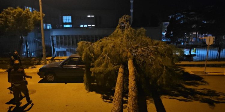 Rüzgara dayanamayan çam ağacı araçların üzerine devrildi