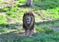 Japonya’da aşırı sıcaklar nedeniyle hayvanat bahçesinde üç aslan öldü