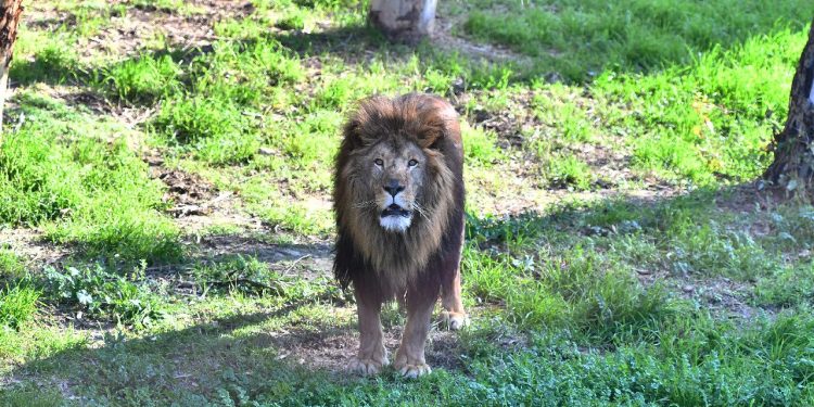 Japonya’da aşırı sıcaklar nedeniyle hayvanat bahçesinde üç aslan öldü
