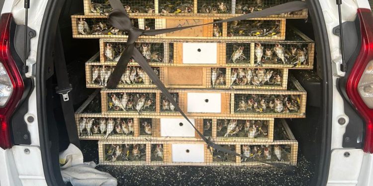 Gümrüklerde bu yıl 58 bin 519 canlı hayvan ele geçirildi