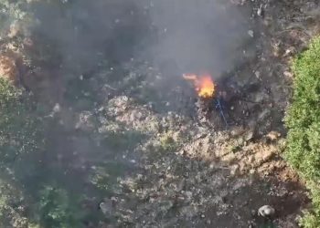 Diyarbakır’da 247 bin 145 kök kenevir ve skunk imha edildi