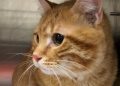 Kaybolan kedi, 10 yıl sonra evine geri döndü