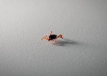 Kulak ağrısı şikayetiyle hastaneye giden çocuğun kulağından kene çıkartıldı