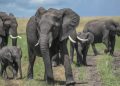 Kenya’da Amboseli Milli Parkı ve çevresinde ölen fillerin sayısı 17’ye yükseldi