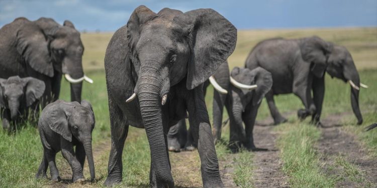 Kenya’da Amboseli Milli Parkı ve çevresinde ölen fillerin sayısı 17’ye yükseldi