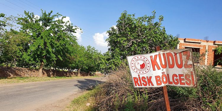 Ardahan’da kuduz alarmı: Bir bölge karantinaya alındı