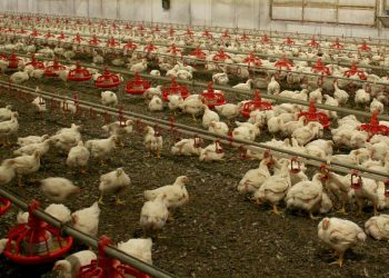 Kuş gribi yayılıyor: Kümes hayvanları kapalı alanlara taşınıyor