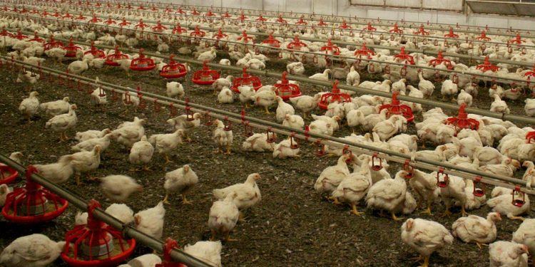 Kuş gribi yayılıyor: Kümes hayvanları kapalı alanlara taşınıyor