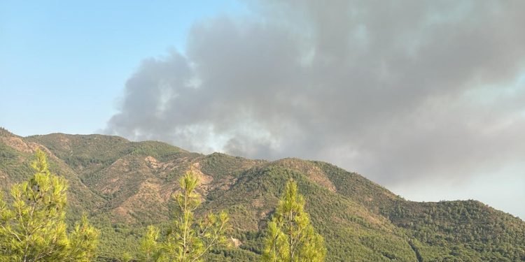 Muğla’da orman yangını