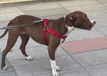 Adana’da sahipsiz kediyi öldüren pitbullun sahibine para cezası verildi