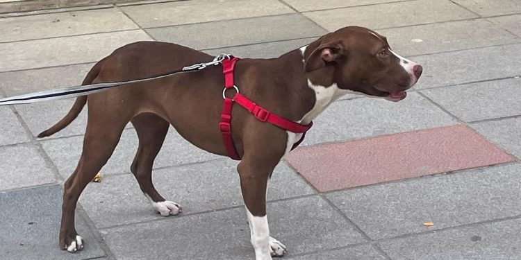 Adana’da sahipsiz kediyi öldüren pitbullun sahibine para cezası verildi