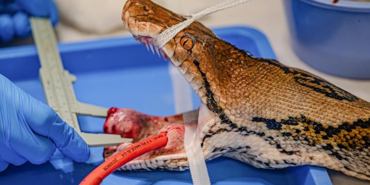 İngiltere’de bir ilke imza atıldı: Kanser tedavisi gören dev piton sağlığına kavuştu