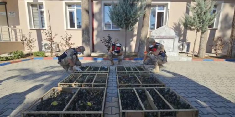 Traktör römorkundan binlerce saka kuşu çıktı, sürücüye 19,8 milyon ceza