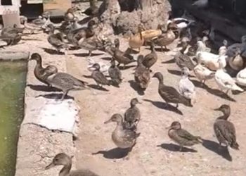 Ekipler yaban hayvan ticaretine göz açtırmıyor