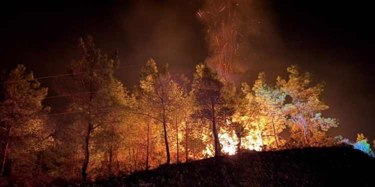 OGM 3 ildeki orman yangınlarına ilişkin son durumu paylaştı