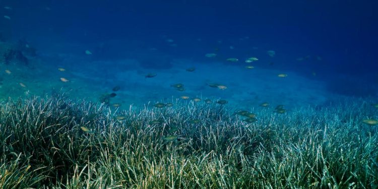 Göcek’te deniz çayırları tekne çapalarına karşı korunuyor