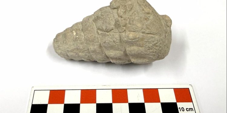 Ankara’da 66 milyon yıllık fosil keşfi