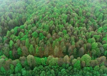 Bu kasabada ağaçlara insanlarla aynı haklar tanındı