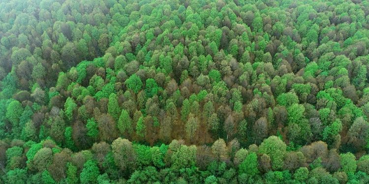Bu kasabada ağaçlara insanlarla aynı haklar tanındı