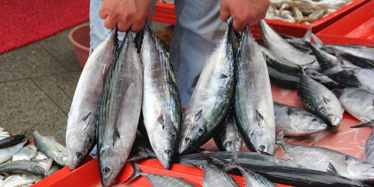 İstanbul’da balık tezgahlarında tercih palamut oldu