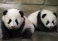 Panda diplomasisi geri döndü: Birkaç gün içinde ulaşacaklar