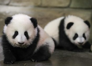 Panda diplomasisi geri döndü: Birkaç gün içinde ulaşacaklar