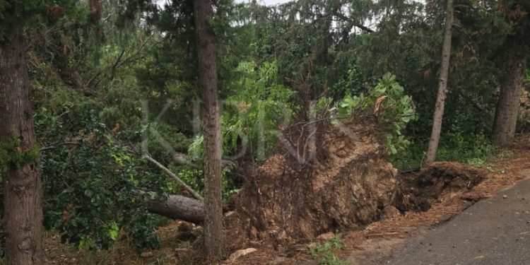 Karpaz’da fırtına ve sağanak yağış hasara yol açtı