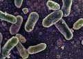 Belçika’daki Salmonella salgınında vaka sayısı 318’e yükseldi.