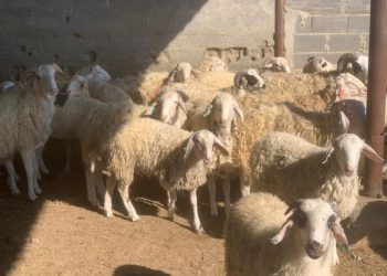 Devlet Üretme Çiftlikleri Dairesi’nden kasaplık hayvan satışı duyurusu