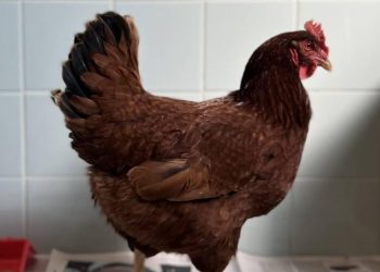 Batı Nil virüsüne karşı tavuklar erken uyarı sistemi olarak kullanılıyor