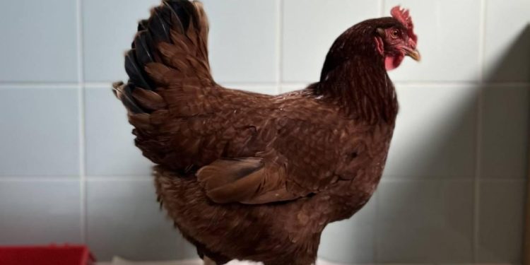 Batı Nil virüsüne karşı tavuklar erken uyarı sistemi olarak kullanılıyor