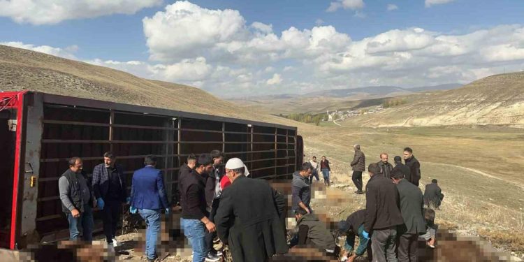 Erzurum’da hayvan yüklü tır devrildi: 130 küçükbaş telef oldu