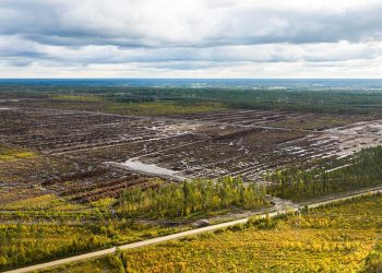 Finlandiya Google’ın veri merkezi alanı için orman temizlemesine cezai soruşturma başlattı