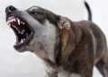 Mardin’de köpekten kaçarken kaybolan 12 yaşındaki çocuk bulundu