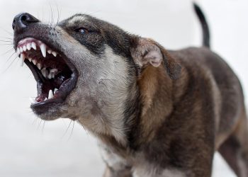 Mardin’de köpekten kaçarken kaybolan 12 yaşındaki çocuk bulundu