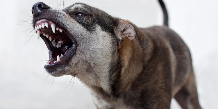 Mardin’de köpekten kaçarken kaybolan 12 yaşındaki çocuk bulundu