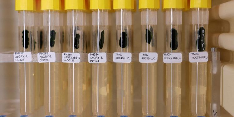 Beynin sırlarını çözen küçücük yosun Nobeli kazandırdı