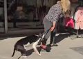 Sokakta kedi parçalayan köpeğin sahibine 95 bin TL ceza kesildi