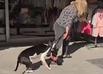 Sokakta kedi parçalayan köpeğin sahibine 95 bin TL ceza kesildi