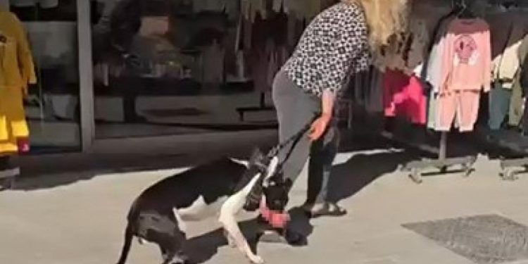 Sokakta kedi parçalayan köpeğin sahibine 95 bin TL ceza kesildi