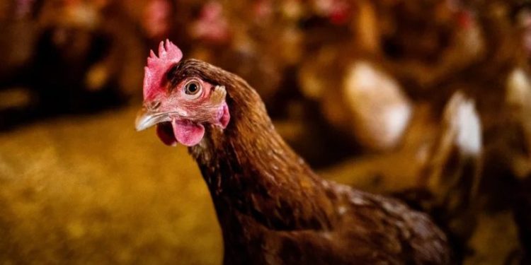 Tarım Bakanlığı’ndan kuş gribine karşı tedbirlerin arttırılması çağrısı