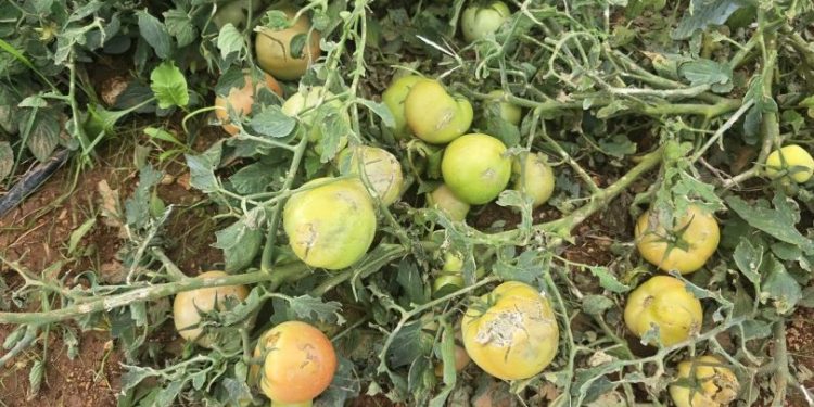 Yeşilköy’de dolu felaketi: Üreticinin zararı milyonlarca lira