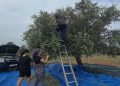 Karpaz’da zeytin hasadı başladı