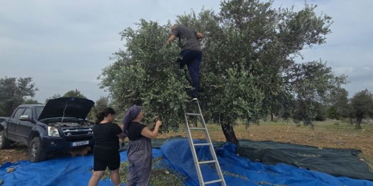 Karpaz’da zeytin hasadı başladı