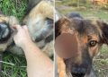 Hamitköy’de sokak köpeklerine yönelik silahlı şiddet: Yetkililere acil çağrı