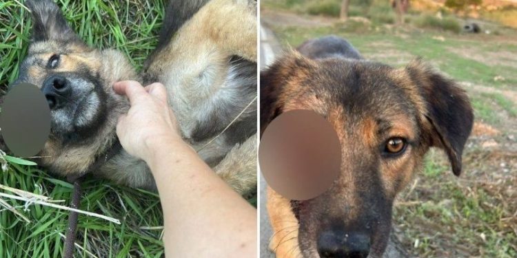 Hamitköy’de sokak köpeklerine yönelik silahlı şiddet: Yetkililere acil çağrı
